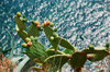 Manarola (Sp) - agosto 2003