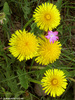 Taraxacum officinale - Tarassaco