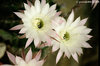 Echinopsis subdenudata