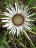 Carlina Acaulis - Carlina Acaule