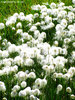 Eriophorum Angustifolium - Erioforo a foglie strette