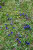 Gentiana acaulis - Genziana acaule
