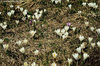 Crocus vernus - Zafferano alpino