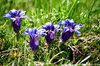 Gentiana acaulis - Genziana acaule