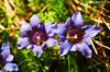 Gentiana acaulis - Genziana acaule