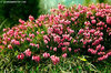 Erica carnea - Erica carnicina