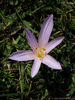 Calchicum Autumnale - Calchico Autunnale