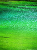 Lago Verde - Valle Stretta (France) - agosto 2011