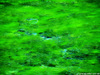 Lago Verde - Valle Stretta (France) - agosto 2011