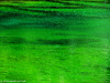 Lago Verde - Valle Stretta (France) - agosto 2011