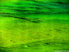 Lago Verde - Valle Stretta (France) - agosto 2011