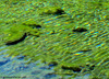 Lago Verde - Valle Stretta (France) - agosto 2012