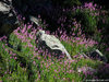 Epilobium angustifolium - Epilobio a foglie strette