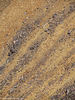 Monte Thabor, mt. 3175 - Particolare - agosto 2011