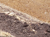 Monte Thabor, mt. 3175 - Particolare - agosto 2011