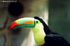 Tucano - maggio 2006