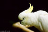 Pappagallo Cacatua - maggio 2006