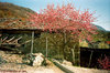 Verrays (Ao) - aprile 2007