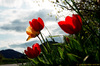 Tulipani, Moerna (Bs) - maggio 2008