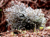Lichene d'Islanda - Val di Lemma - Tartano (So) - aprile 2011
